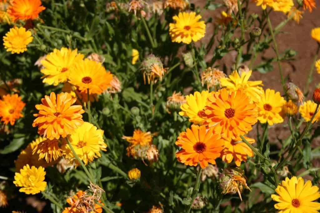 Calendula 